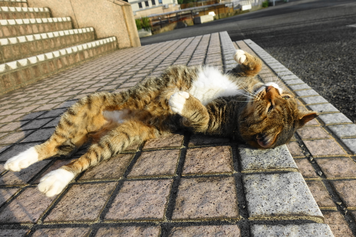 f:id:shigeo-t:20200913103507j:plain f:id:shigeo-t:20200913103507j:plain