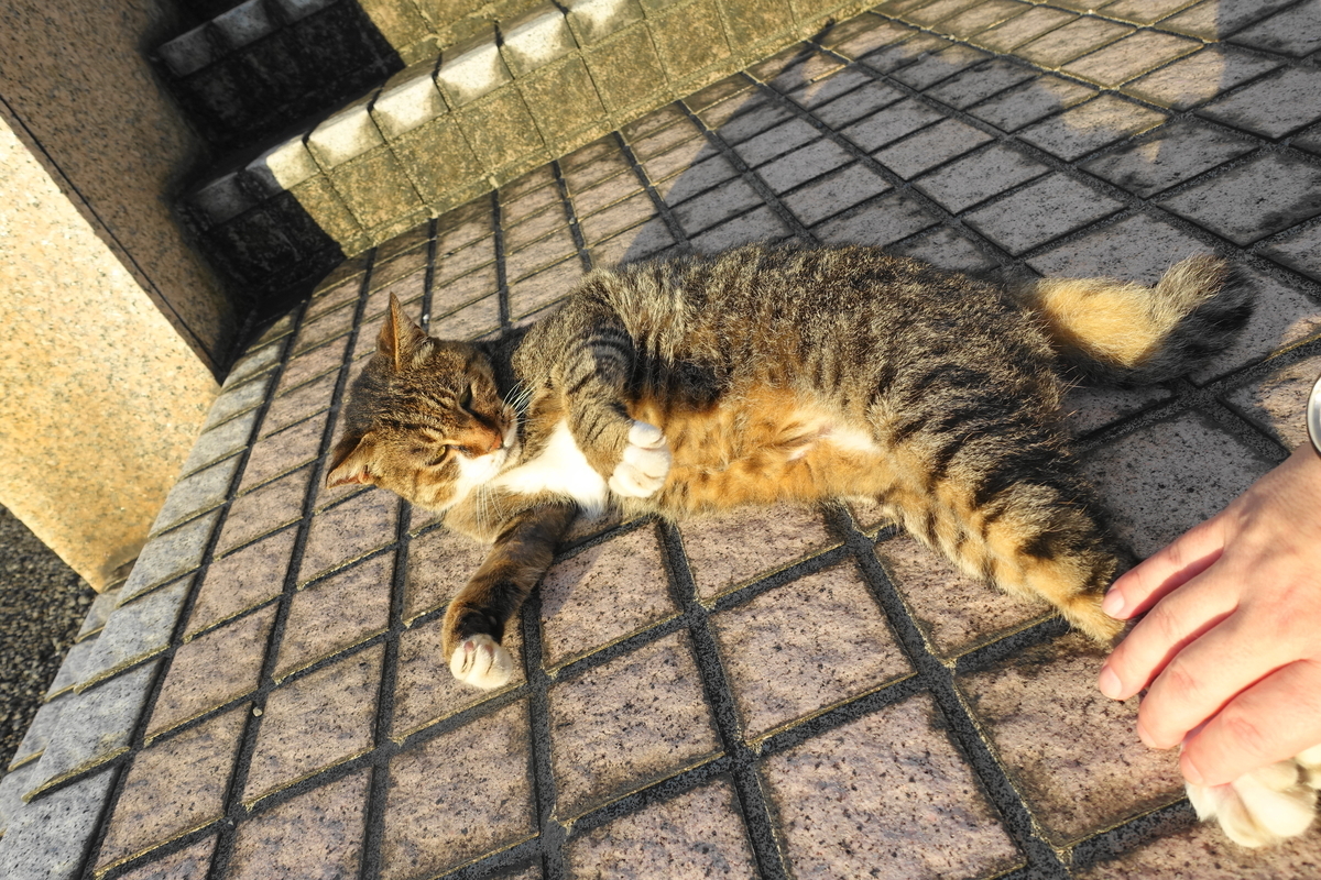 f:id:shigeo-t:20200916093533j:plain f:id:shigeo-t:20200916093533j:plain