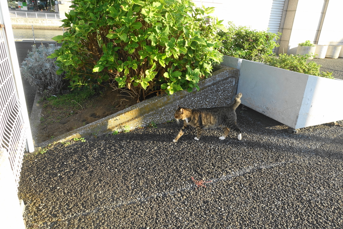 f:id:shigeo-t:20200916093612j:plain f:id:shigeo-t:20200916093612j:plain