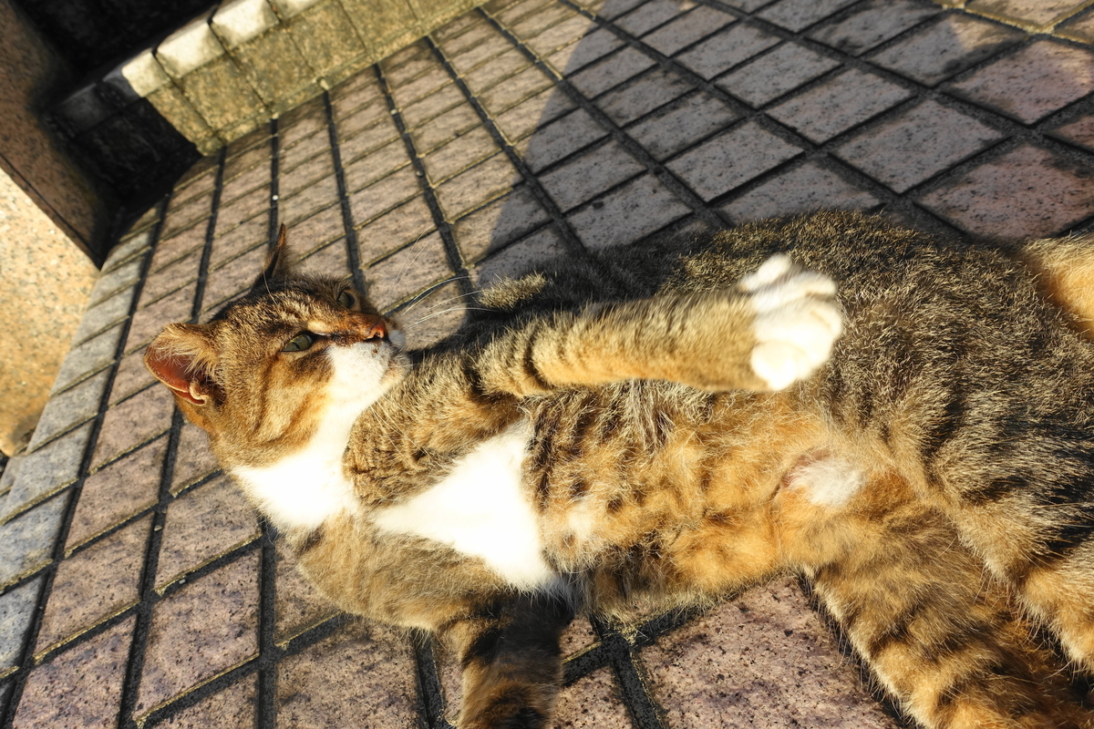 f:id:shigeo-t:20200916094201j:plain f:id:shigeo-t:20200916094201j:plain