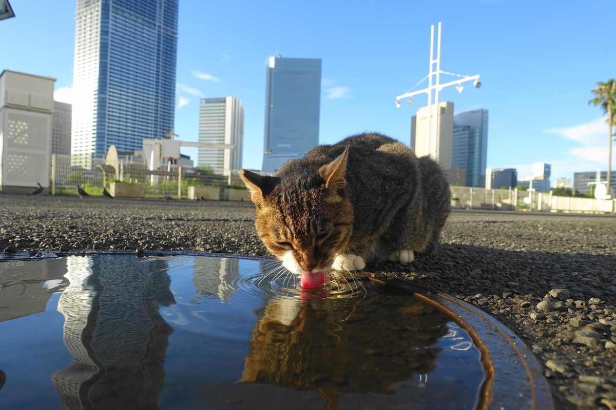 f:id:shigeo-t:20200916094519j:plain f:id:shigeo-t:20200916094519j:plain