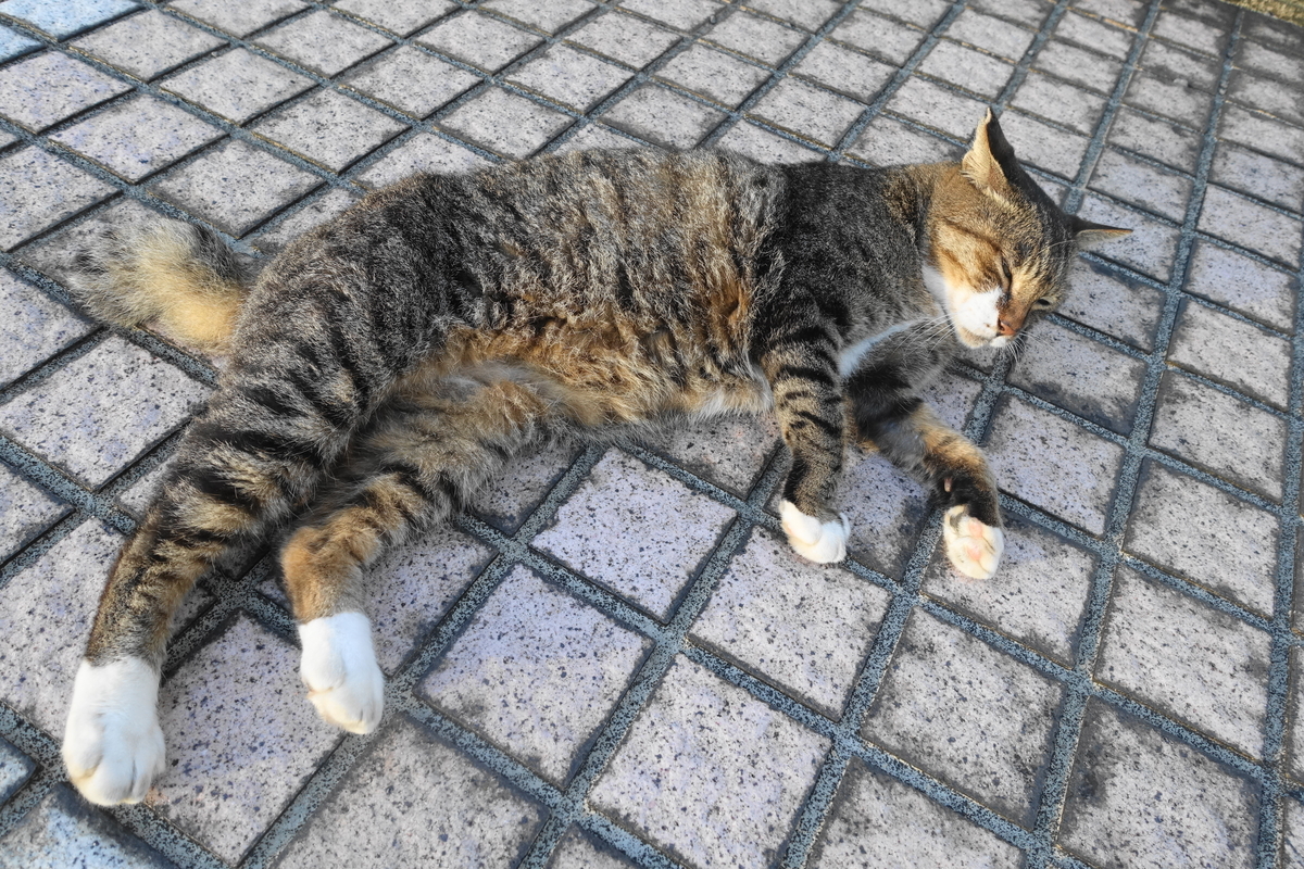 f:id:shigeo-t:20200916095004j:plain f:id:shigeo-t:20200916095004j:plain