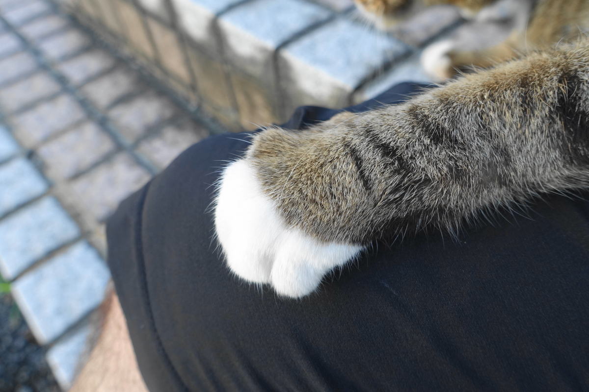 f:id:shigeo-t:20200916095017j:plain f:id:shigeo-t:20200916095017j:plain