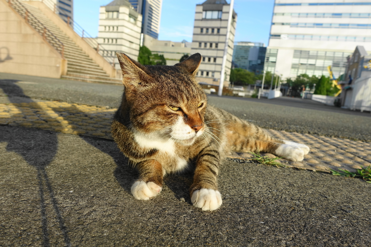 f:id:shigeo-t:20200916095446j:plain f:id:shigeo-t:20200916095446j:plain