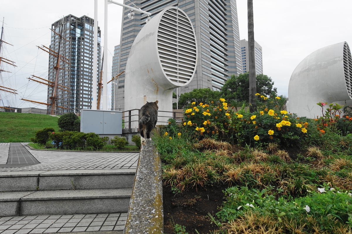 f:id:shigeo-t:20200916100009j:plain f:id:shigeo-t:20200916100009j:plain