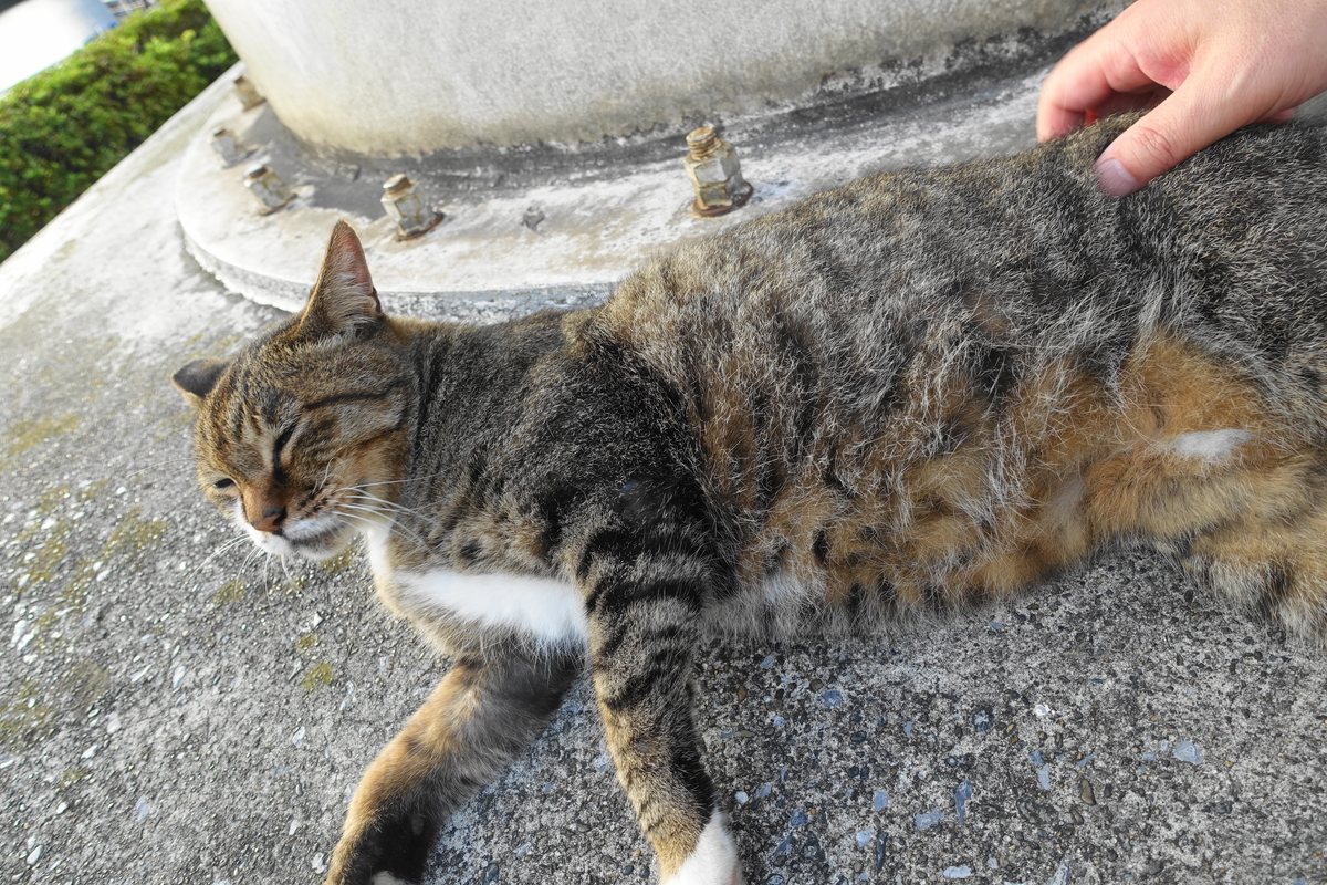 f:id:shigeo-t:20200919102700j:plain f:id:shigeo-t:20200919102700j:plain