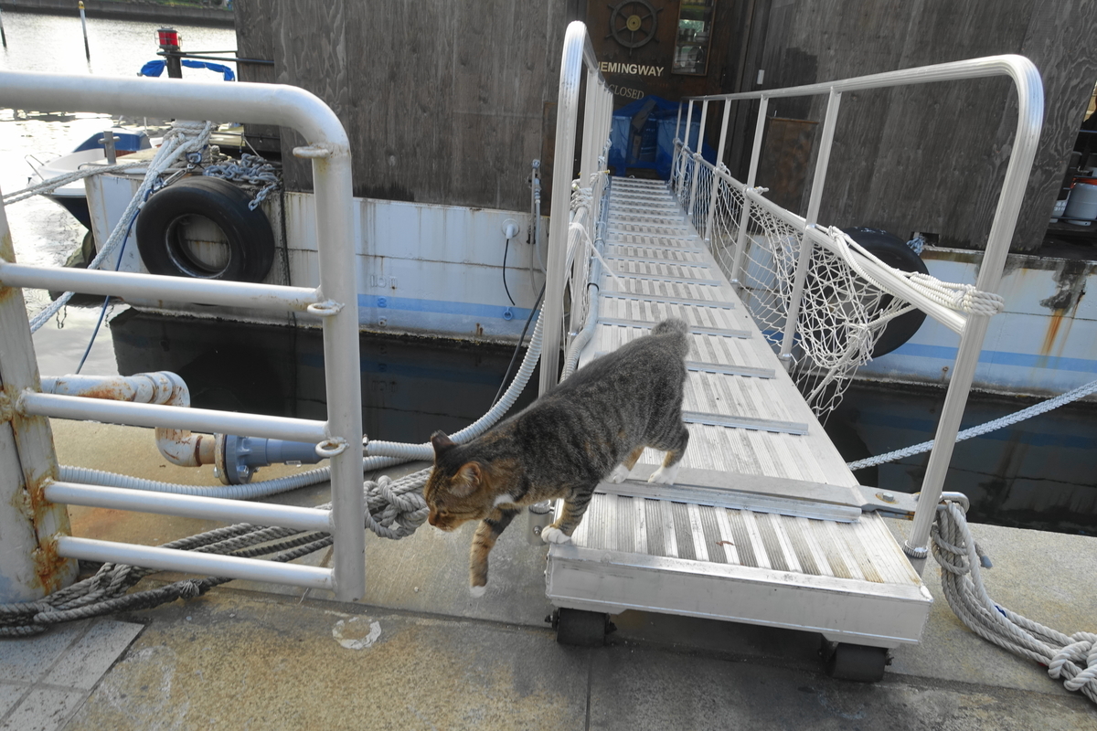 f:id:shigeo-t:20200919102755j:plain f:id:shigeo-t:20200919102755j:plain