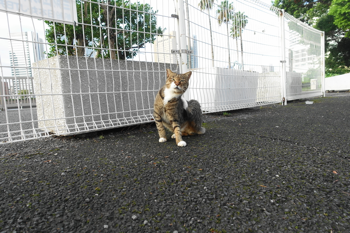 f:id:shigeo-t:20200919103108j:plain f:id:shigeo-t:20200919103108j:plain