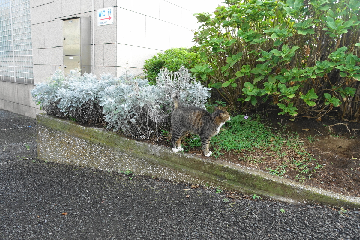 f:id:shigeo-t:20200919103150j:plain f:id:shigeo-t:20200919103150j:plain