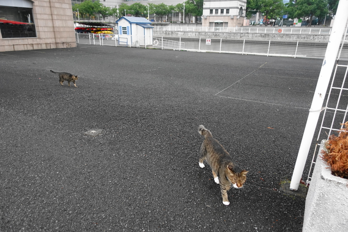 f:id:shigeo-t:20200919104024j:plain f:id:shigeo-t:20200919104024j:plain