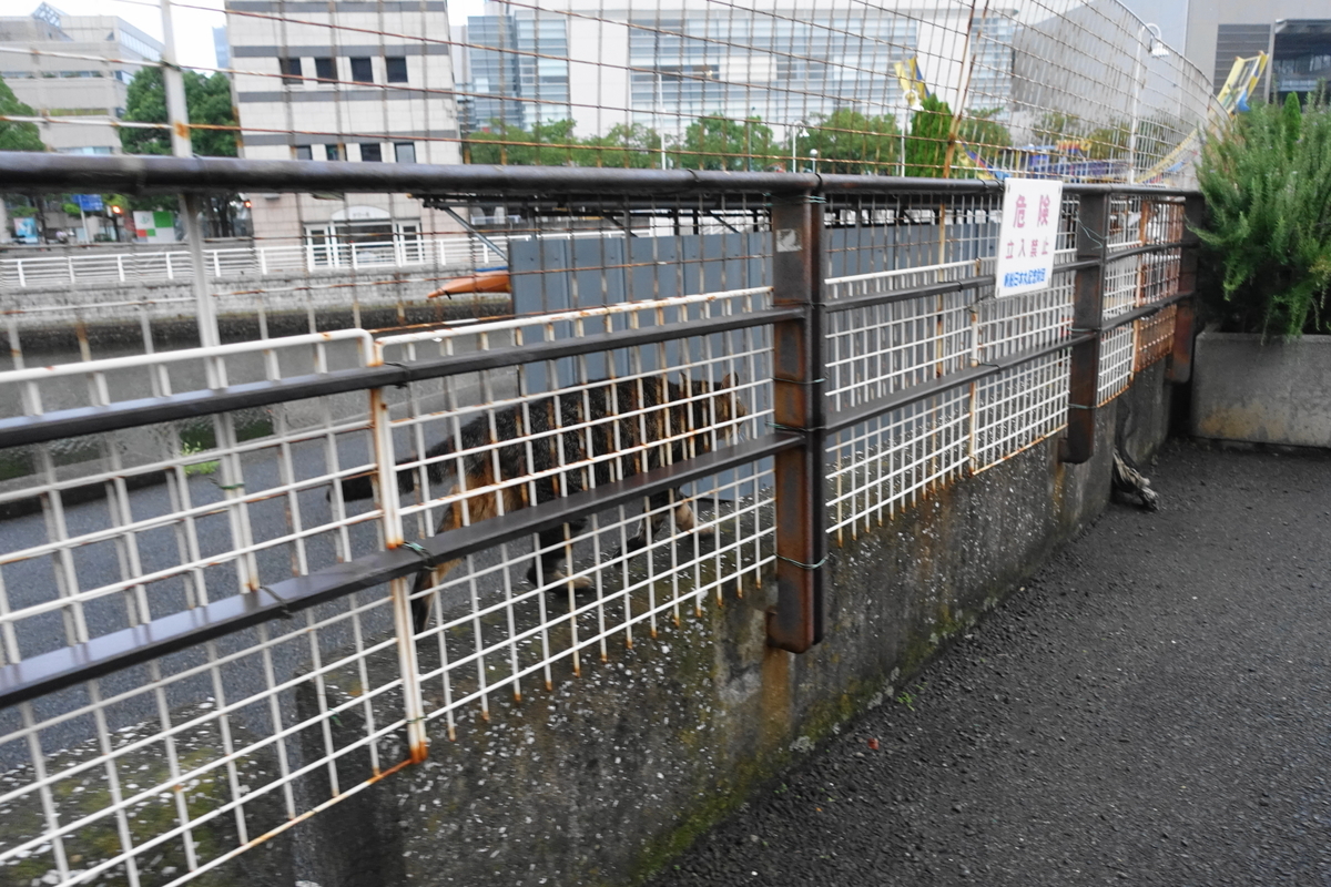 f:id:shigeo-t:20200919104343j:plain f:id:shigeo-t:20200919104343j:plain