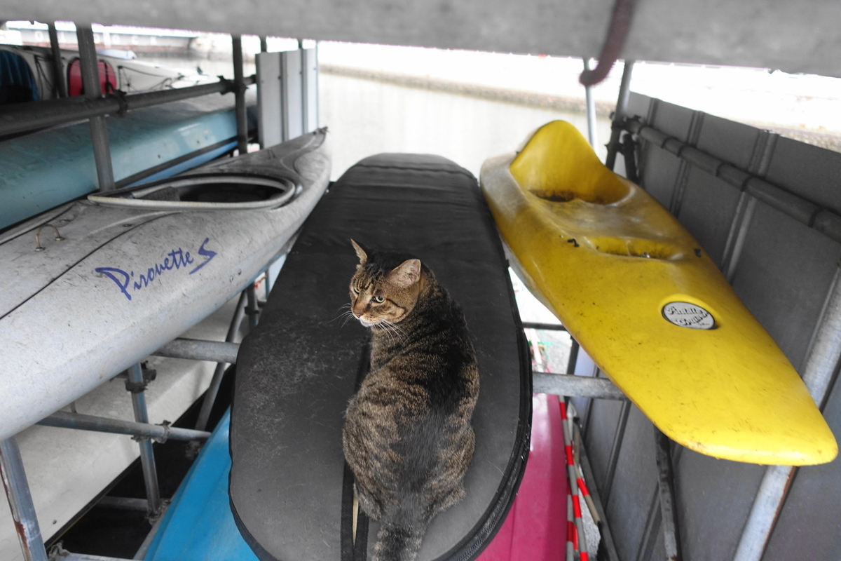 f:id:shigeo-t:20200919104513j:plain f:id:shigeo-t:20200919104513j:plain