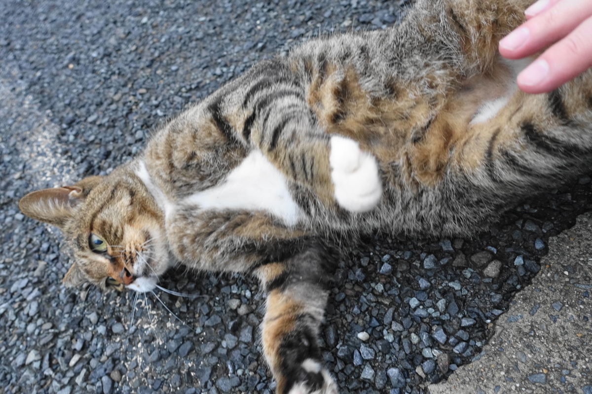 f:id:shigeo-t:20200919104559j:plain f:id:shigeo-t:20200919104559j:plain