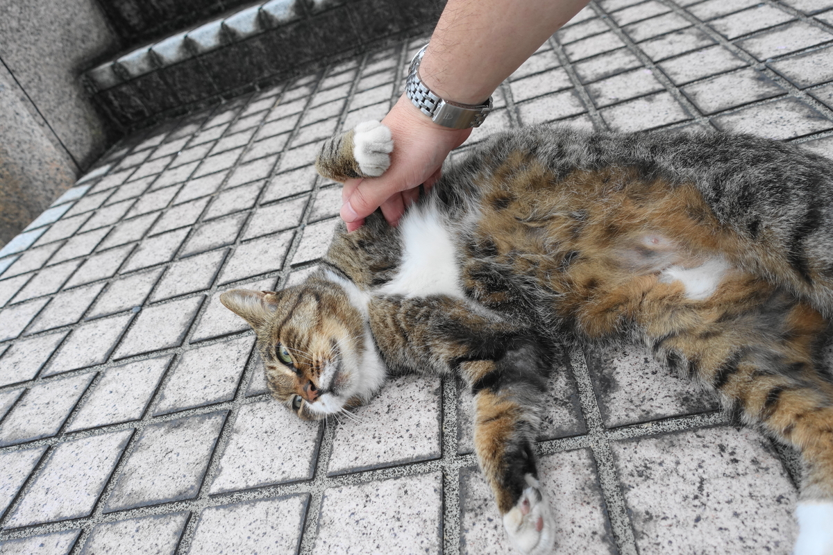 f:id:shigeo-t:20200926100658j:plain