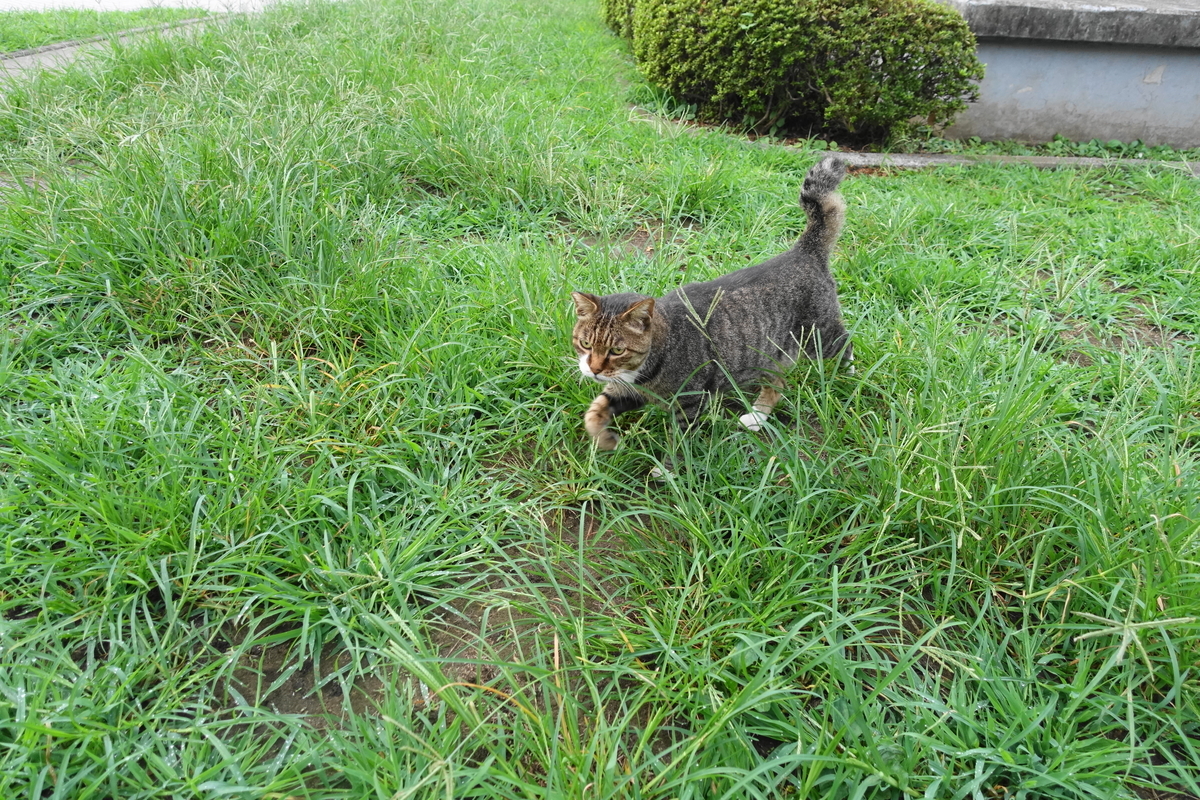 f:id:shigeo-t:20200926101630j:plain