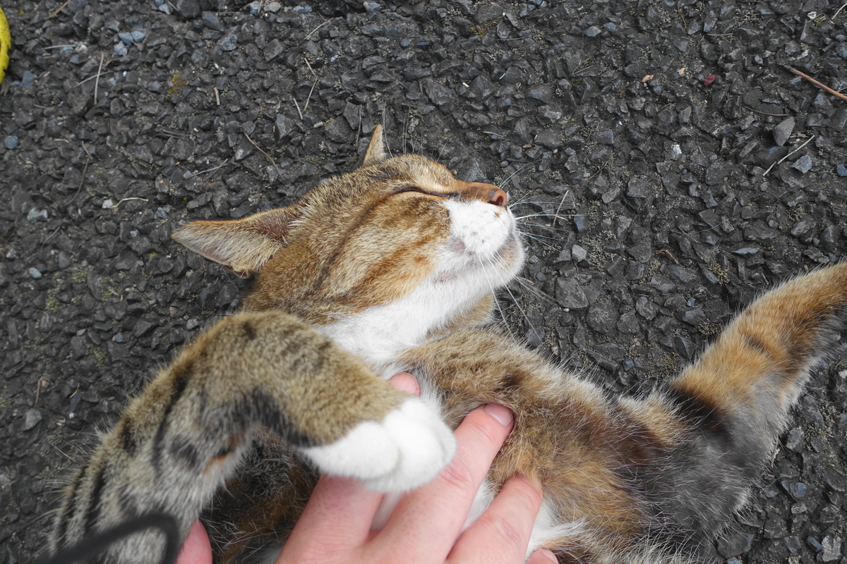 f:id:shigeo-t:20200926102020j:plain