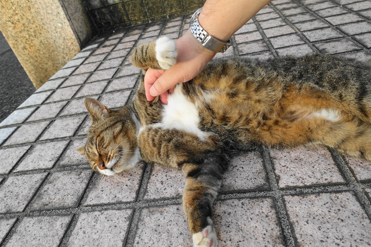 f:id:shigeo-t:20200926102655j:plain