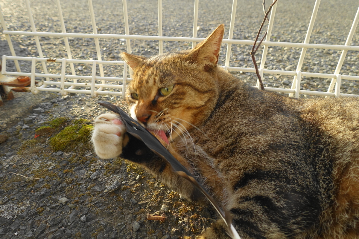 f:id:shigeo-t:20200926104350j:plain