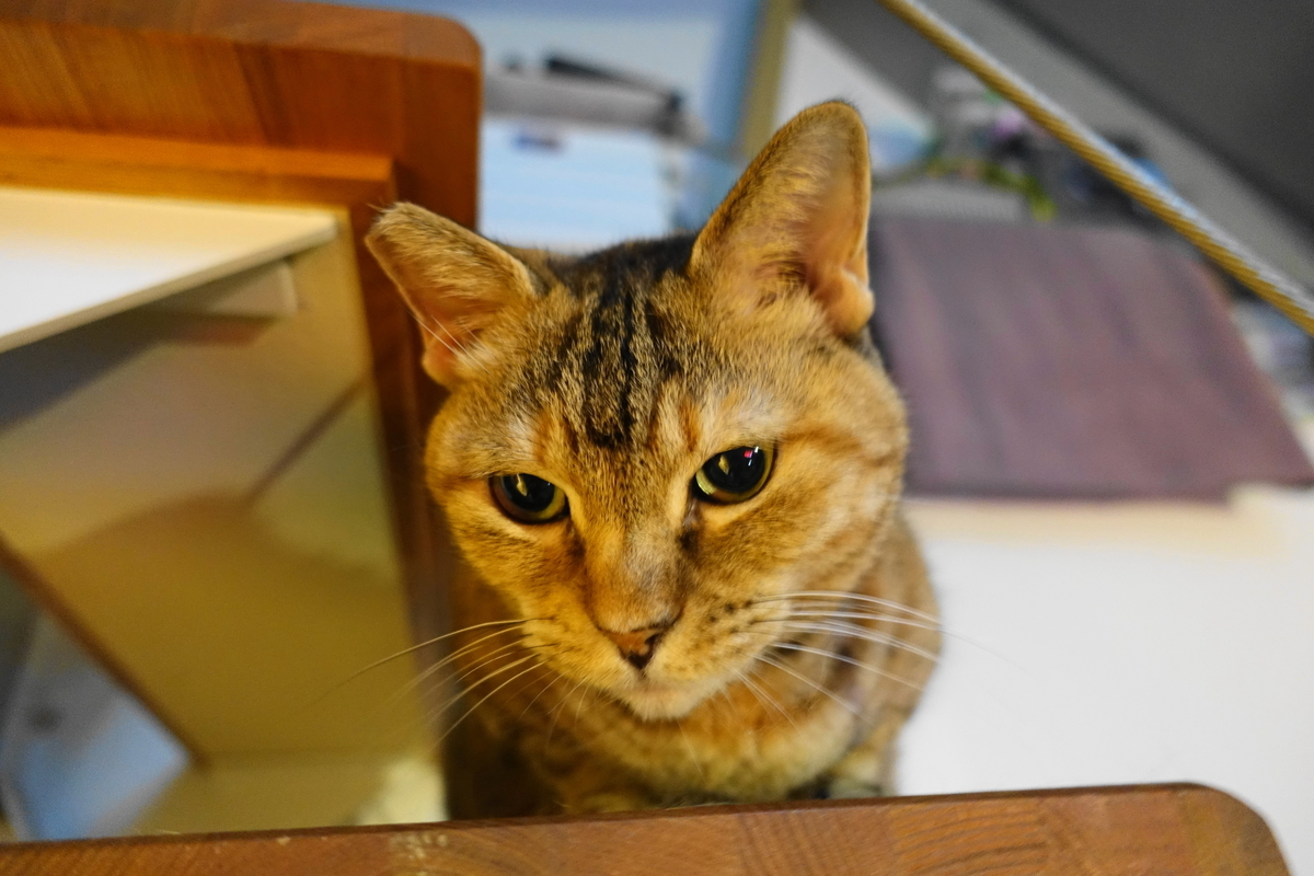 f:id:shigeo-t:20201005111215j:plain f:id:shigeo-t:20201005111215j:plain