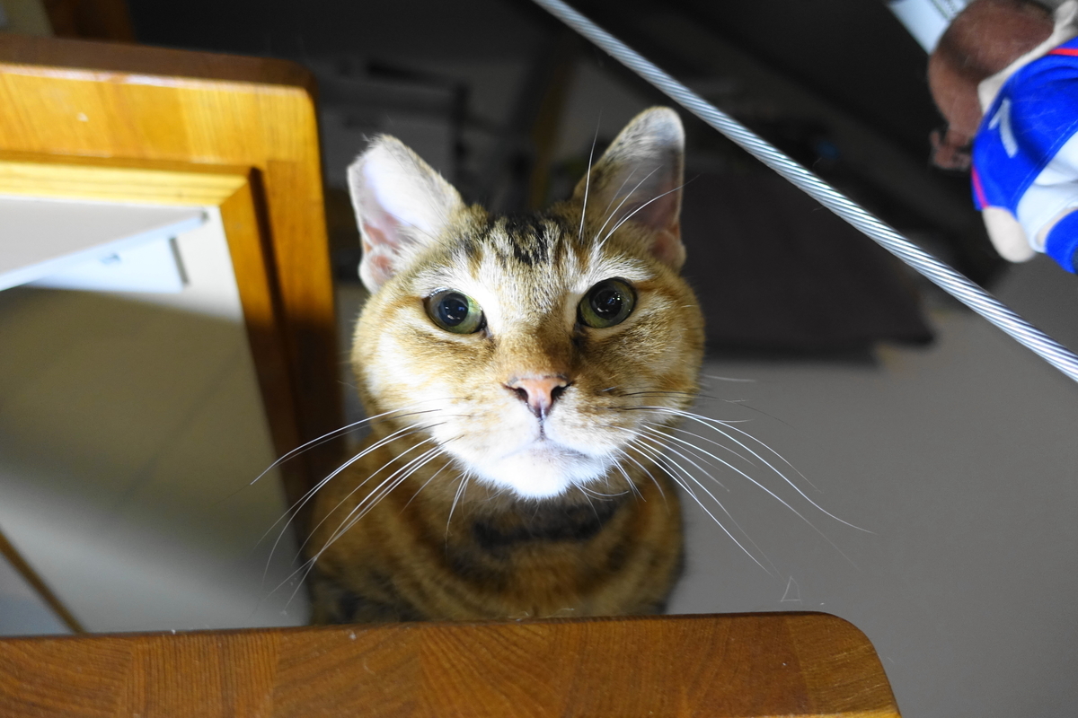 f:id:shigeo-t:20201005111440j:plain f:id:shigeo-t:20201005111440j:plain