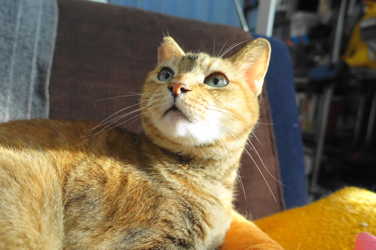 f:id:shigeo-t:20201005112150j:plain f:id:shigeo-t:20201005112150j:plain