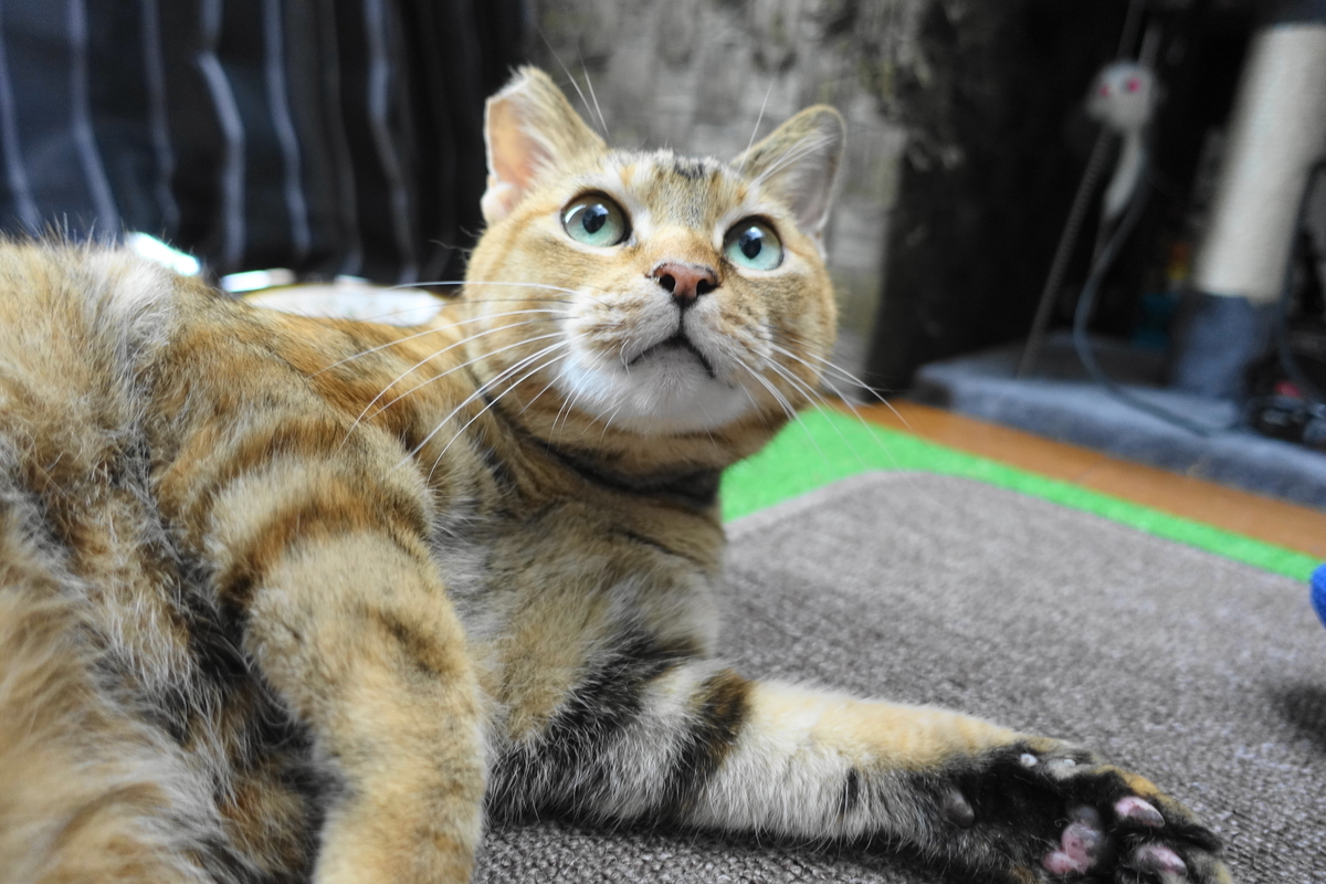 f:id:shigeo-t:20201008095809j:plain