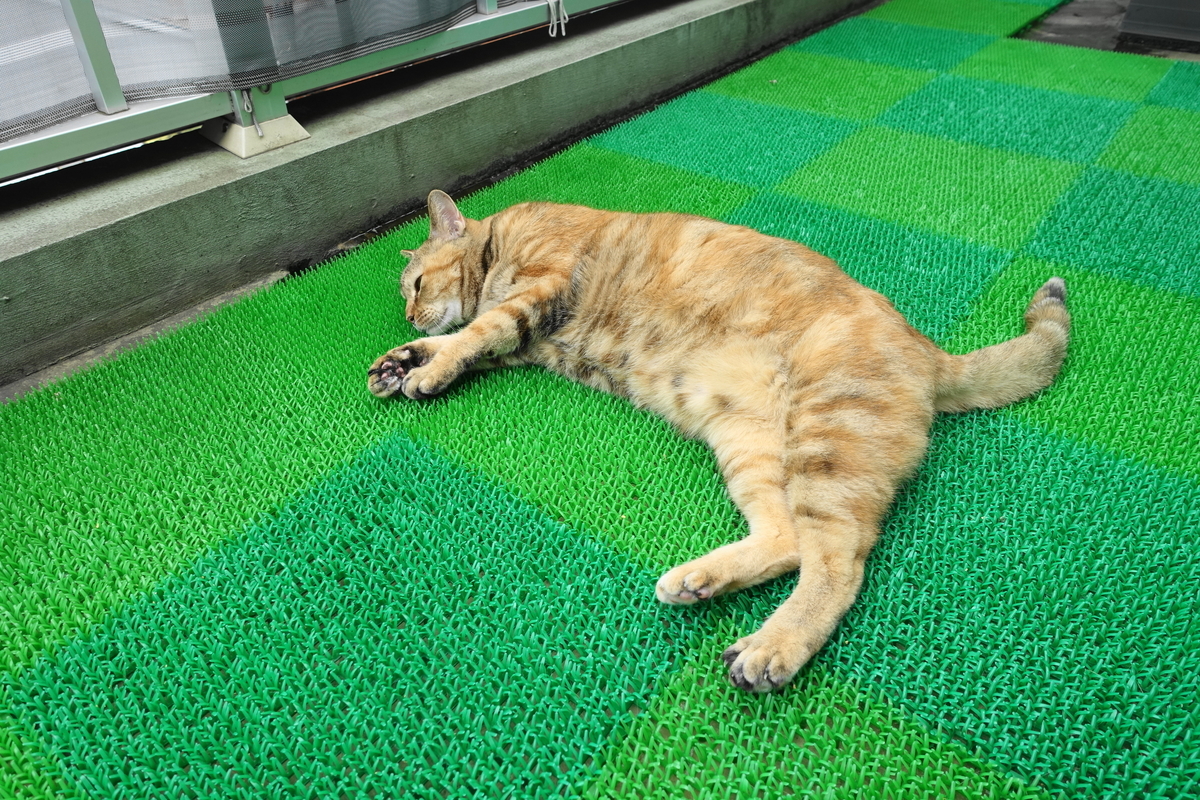 f:id:shigeo-t:20201008100602j:plain