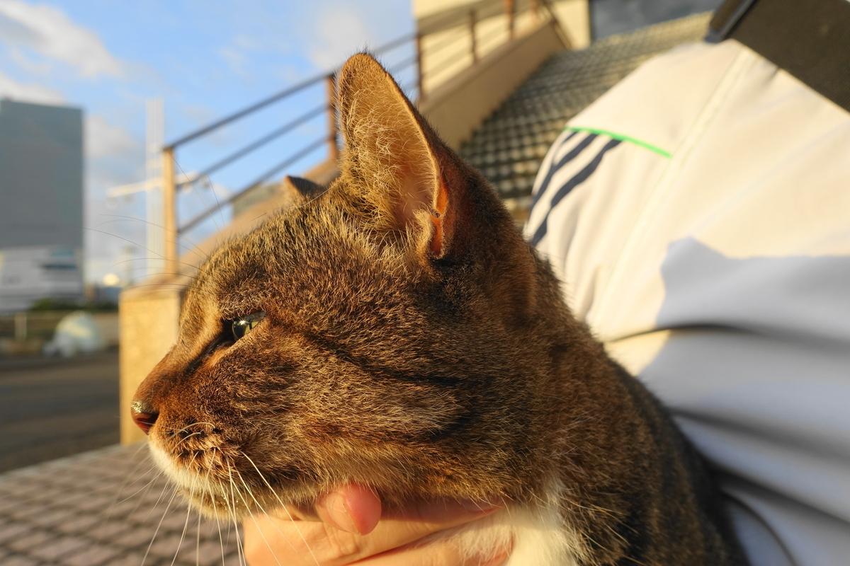 f:id:shigeo-t:20201014095933j:plain f:id:shigeo-t:20201014095933j:plain