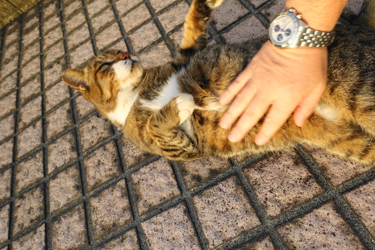f:id:shigeo-t:20201014100011j:plain f:id:shigeo-t:20201014100011j:plain