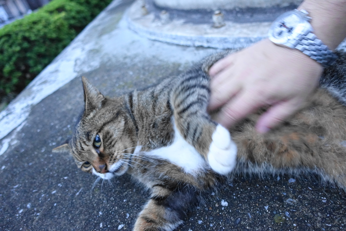f:id:shigeo-t:20201014100854j:plain f:id:shigeo-t:20201014100854j:plain