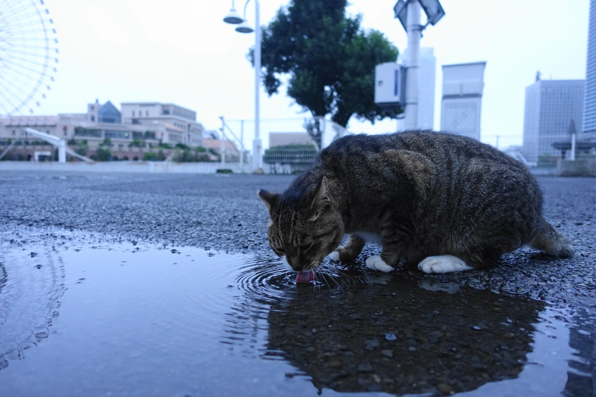 f:id:shigeo-t:20201014101242j:plain f:id:shigeo-t:20201014101242j:plain