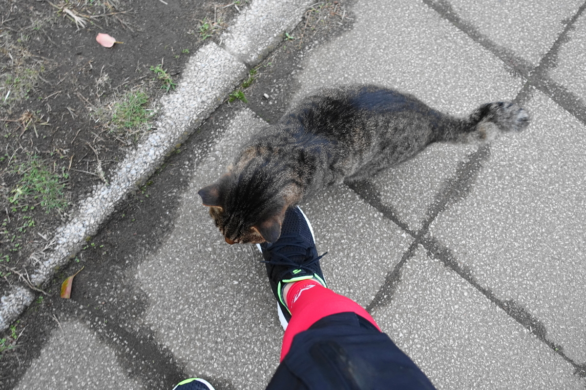 f:id:shigeo-t:20201019100441j:plain