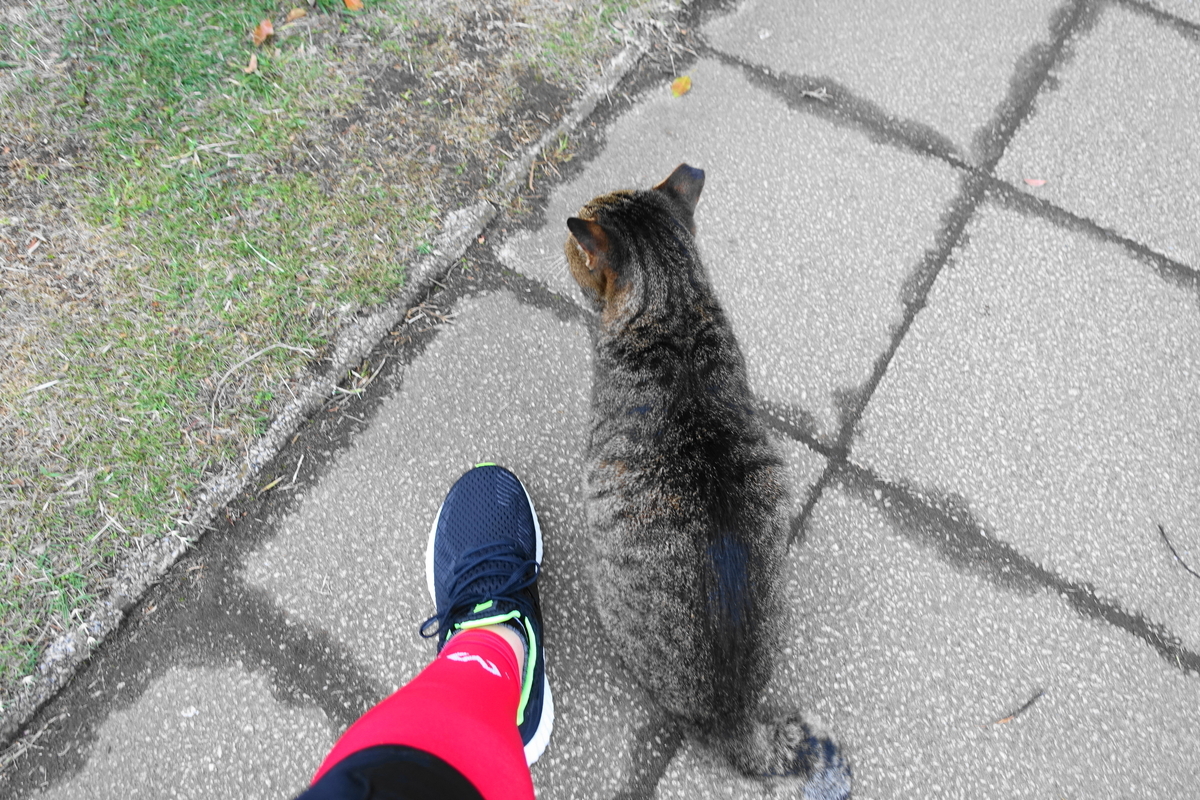 f:id:shigeo-t:20201019100443j:plain