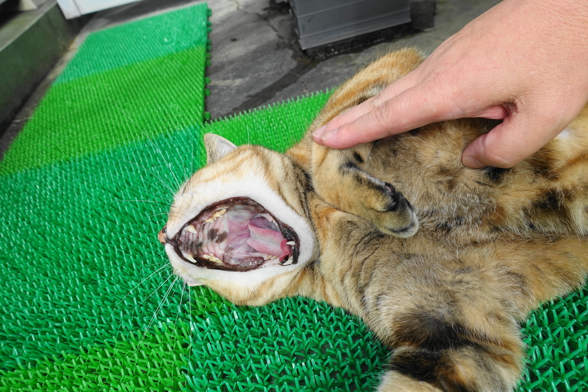 f:id:shigeo-t:20201020110819j:plain f:id:shigeo-t:20201020110819j:plain