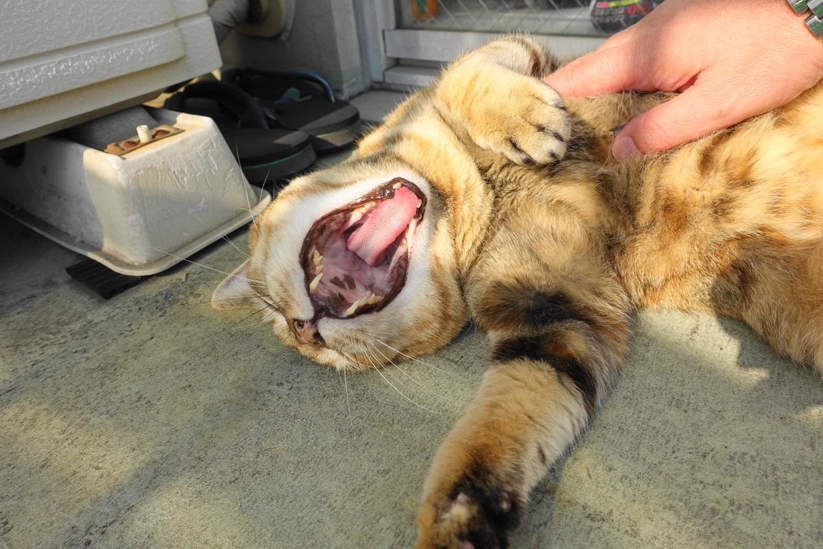 f:id:shigeo-t:20201020111330j:plain f:id:shigeo-t:20201020111330j:plain