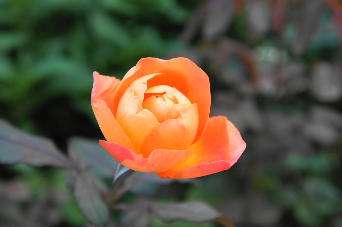 f:id:shigeo-t:20201021132856j:plain