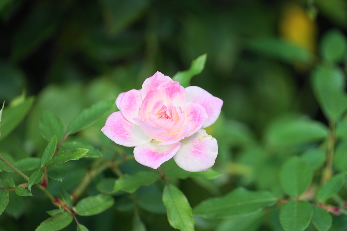 f:id:shigeo-t:20201021133143j:plain