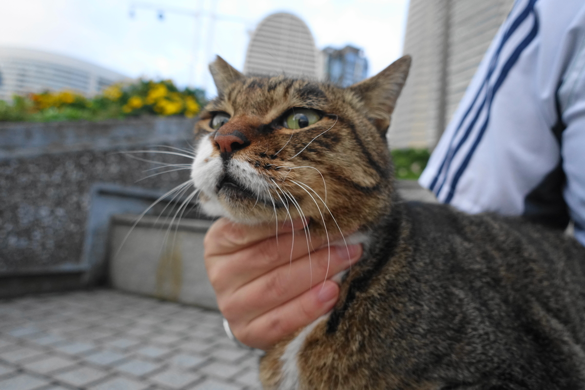 f:id:shigeo-t:20201022110230j:plain f:id:shigeo-t:20201022110230j:plain