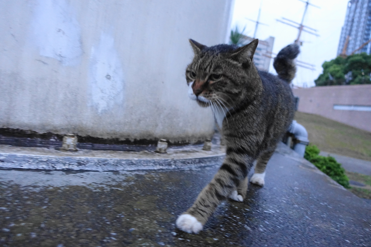 f:id:shigeo-t:20201022111630j:plain