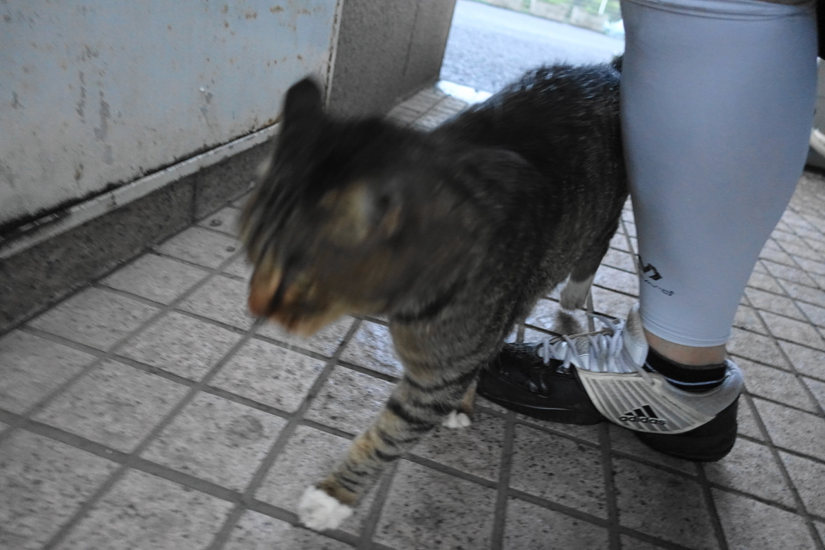 f:id:shigeo-t:20201022112138j:plain f:id:shigeo-t:20201022112138j:plain