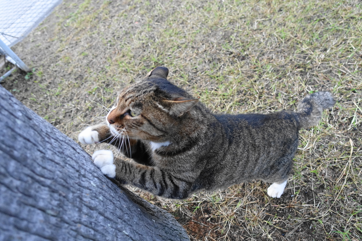 f:id:shigeo-t:20201022113248j:plain f:id:shigeo-t:20201022113248j:plain