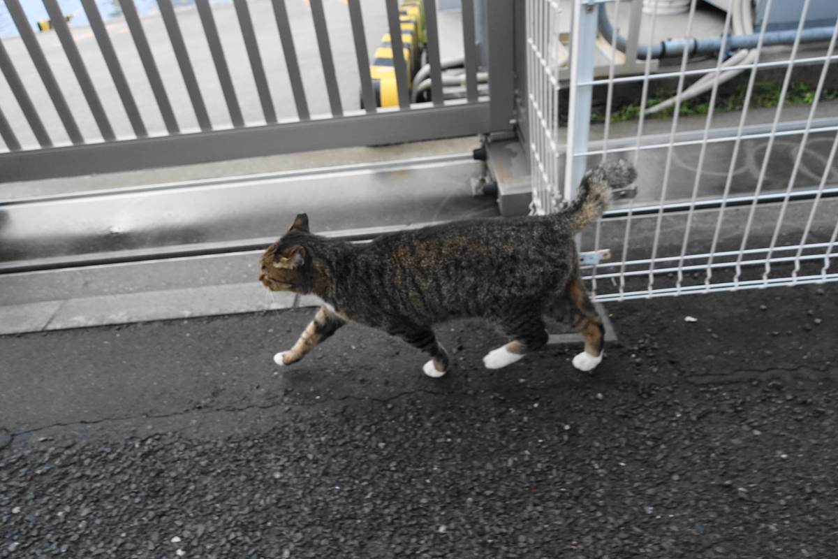 f:id:shigeo-t:20201022113504j:plain f:id:shigeo-t:20201022113504j:plain