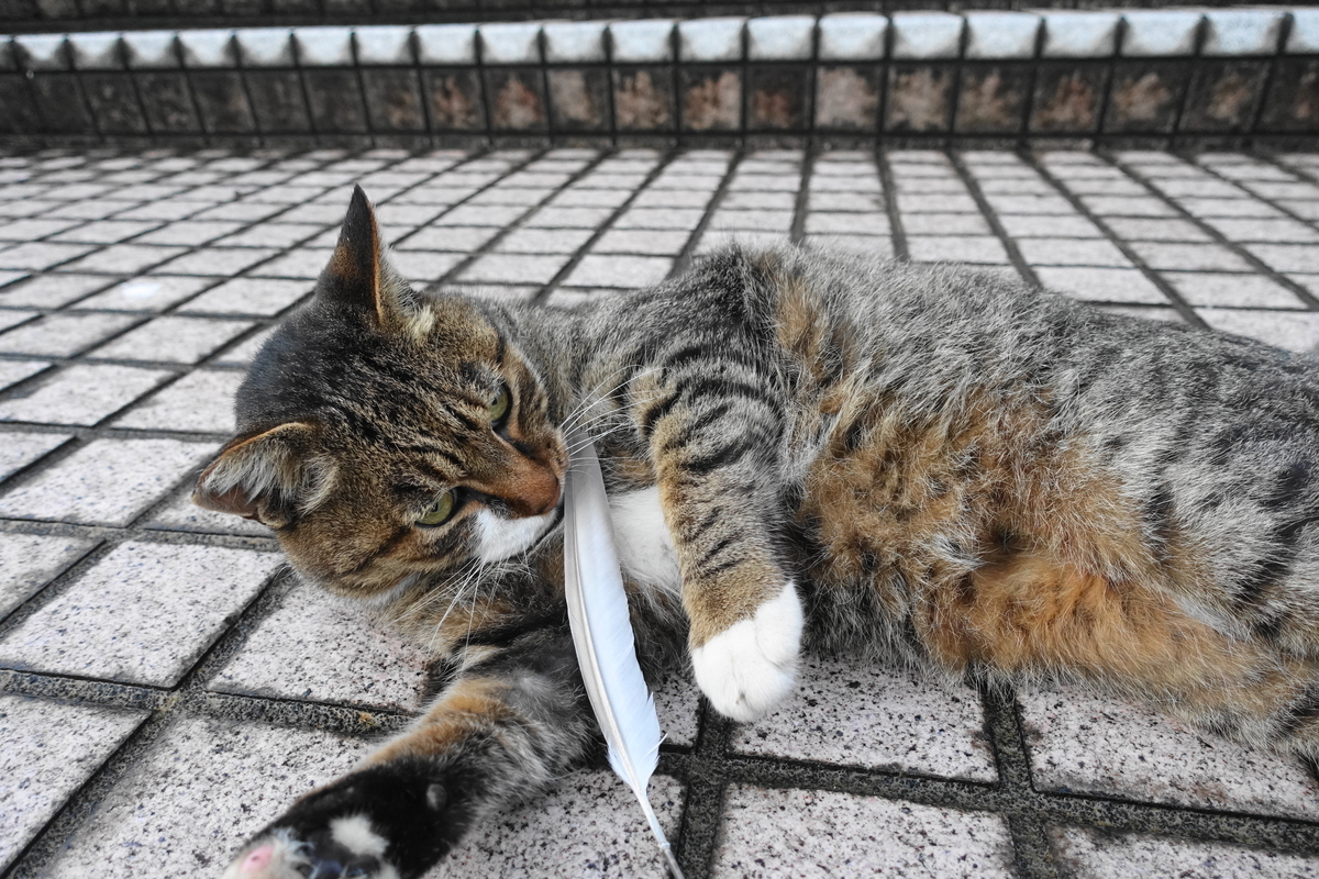 f:id:shigeo-t:20201022113621j:plain f:id:shigeo-t:20201022113621j:plain