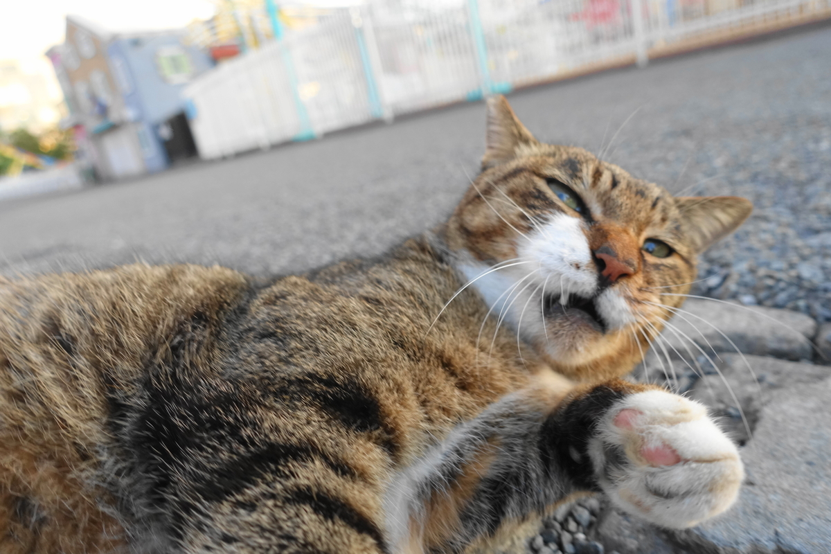 f:id:shigeo-t:20201025101229j:plain f:id:shigeo-t:20201025101229j:plain