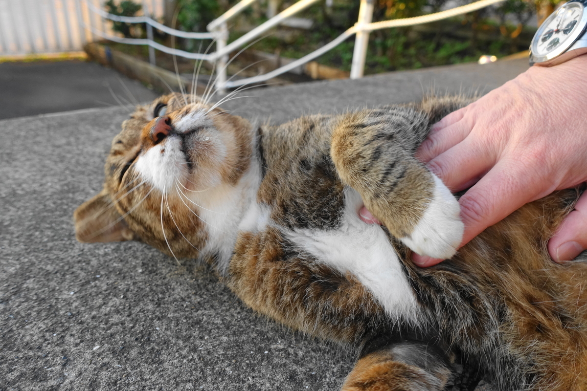 f:id:shigeo-t:20201025101326j:plain f:id:shigeo-t:20201025101326j:plain