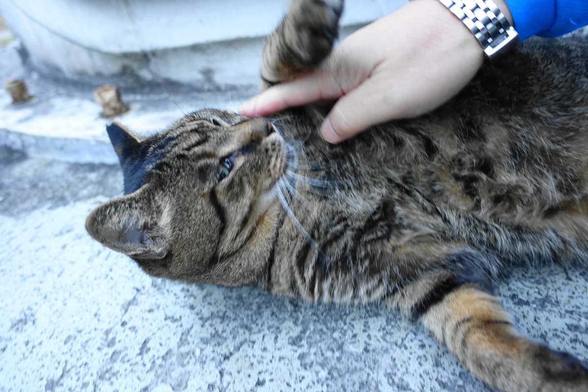 f:id:shigeo-t:20201025101909j:plain