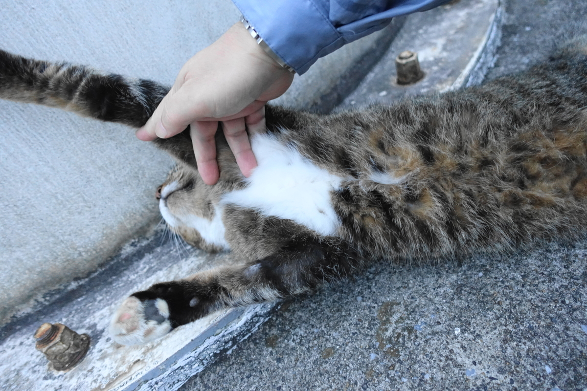 f:id:shigeo-t:20201025103106j:plain f:id:shigeo-t:20201025103106j:plain