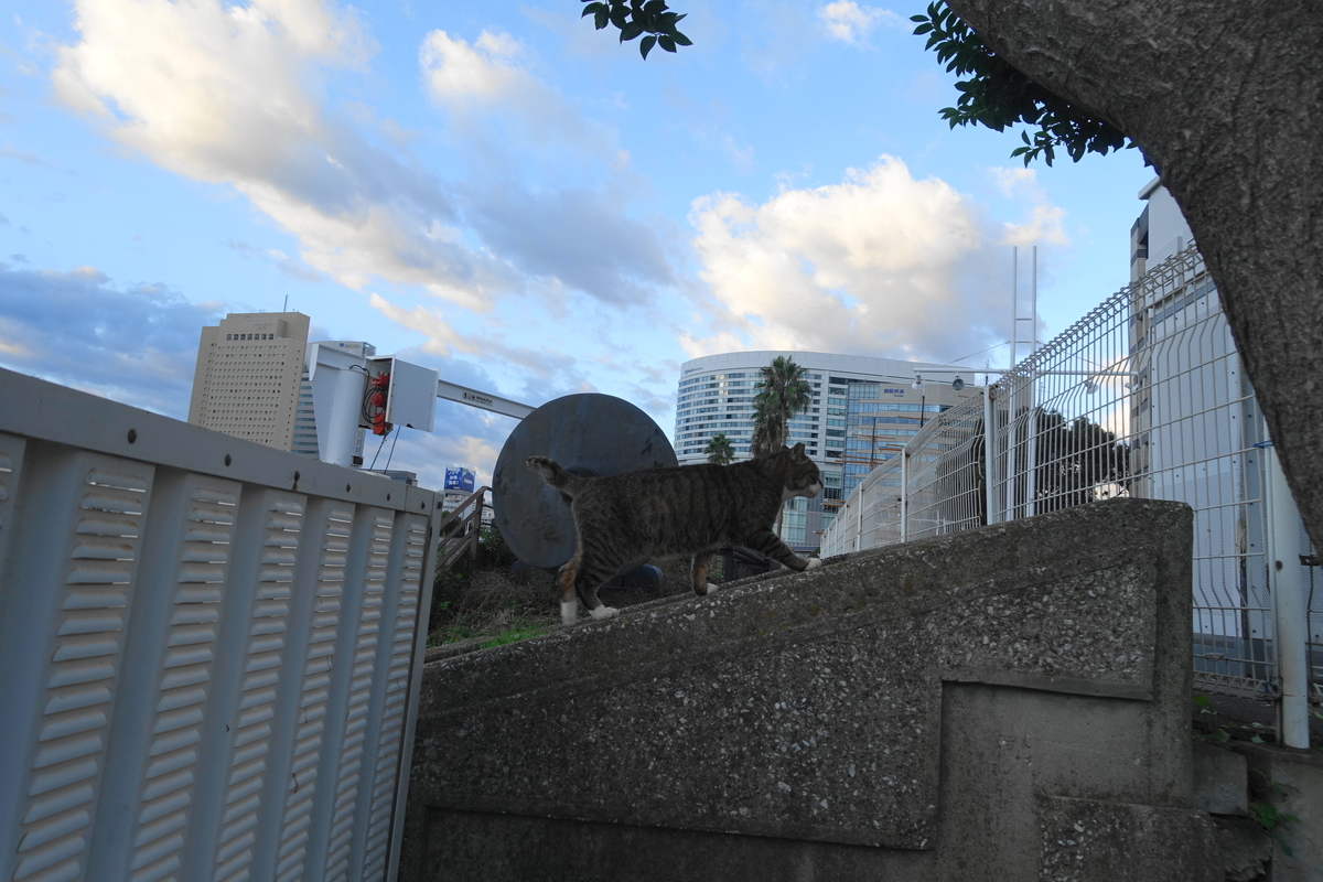 f:id:shigeo-t:20201027094535j:plain f:id:shigeo-t:20201027094535j:plain