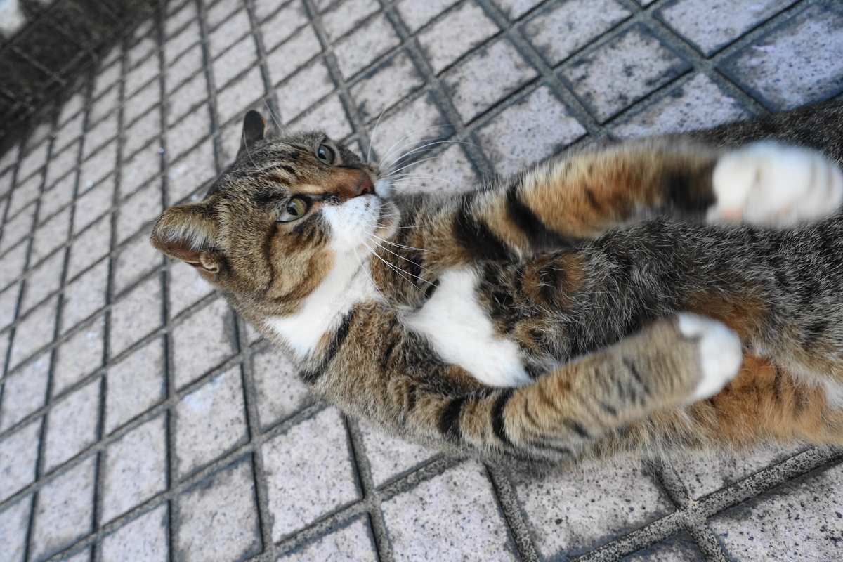 f:id:shigeo-t:20201027095516j:plain f:id:shigeo-t:20201027095516j:plain
