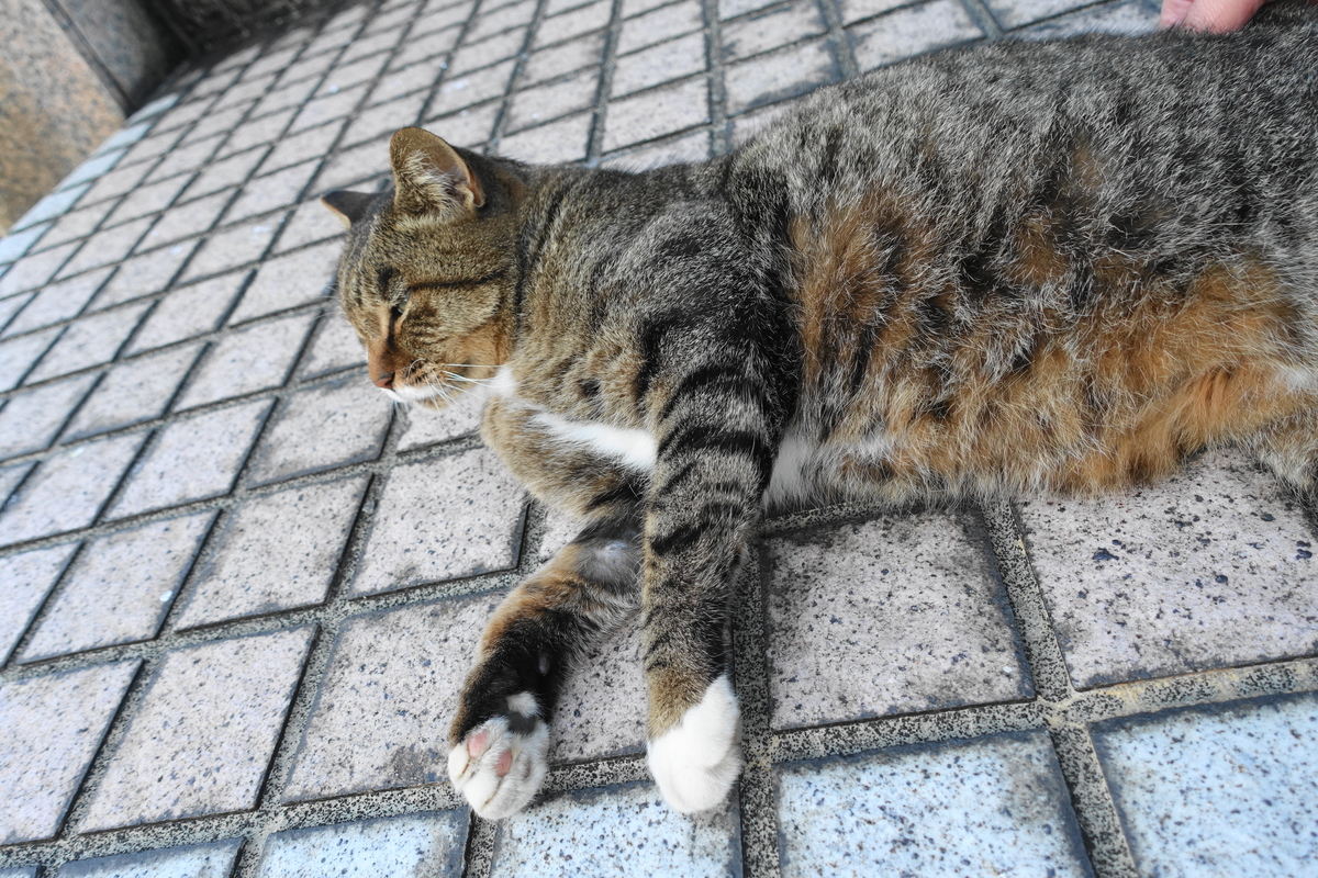 f:id:shigeo-t:20201027095521j:plain f:id:shigeo-t:20201027095521j:plain